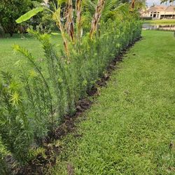 Podocarpus  About 4 Feet Tall Full Green  Fertilized  Ready For Planting Instant Privacy Hedge  Same Day Transportation Tall Full Green  Fertilized  R