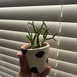 small succulent 