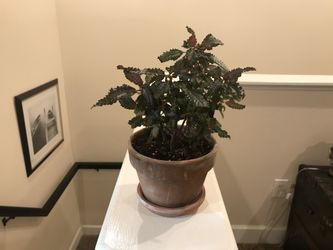 Dark Mystery Plant In Terracotta Pot