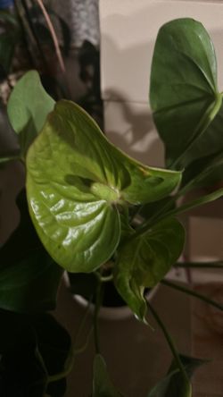 Anthurium Plant