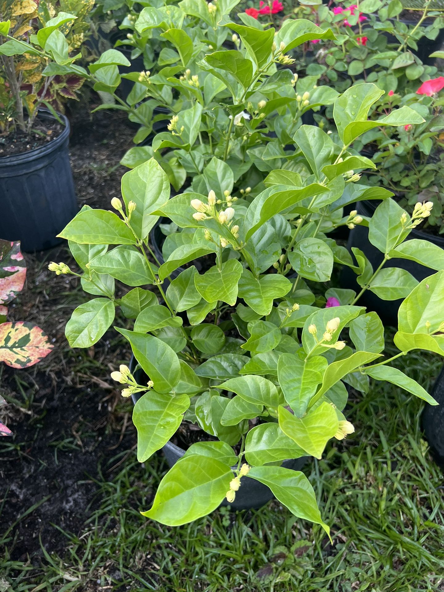 Arabian Jasmine Sambac In 3 gls Pot. SPECIAL PRICE 🤩