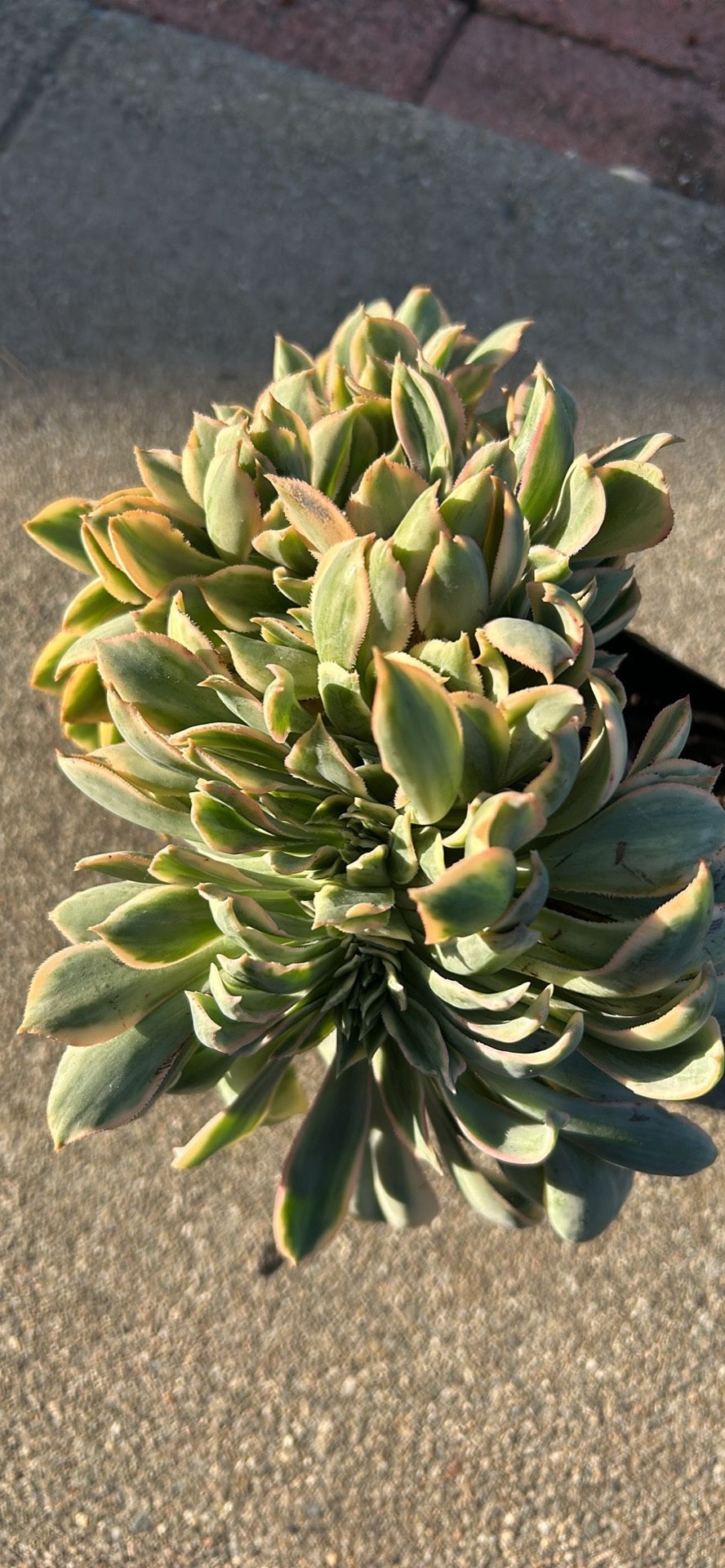 Crested Sunburst