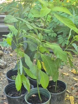 Arbolitos De Aguacate
