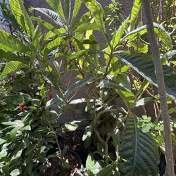 Loquat in 15 gallon 