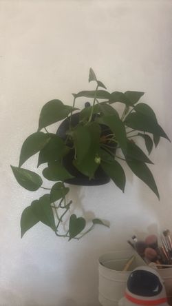 Golden Pothos