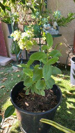 Planta de guayaba