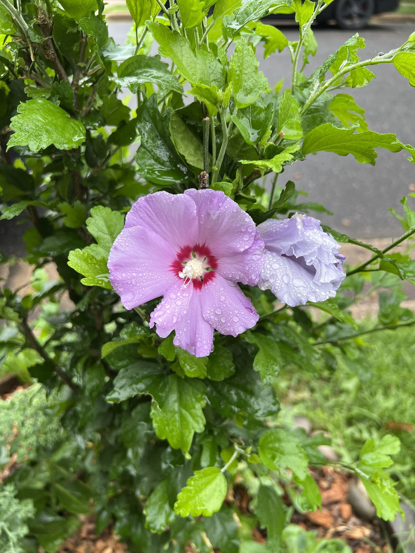 2 Healthy Rooted ROSE OF SHARON Perennial Plant Saplings