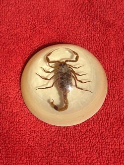 Big scorpion for office