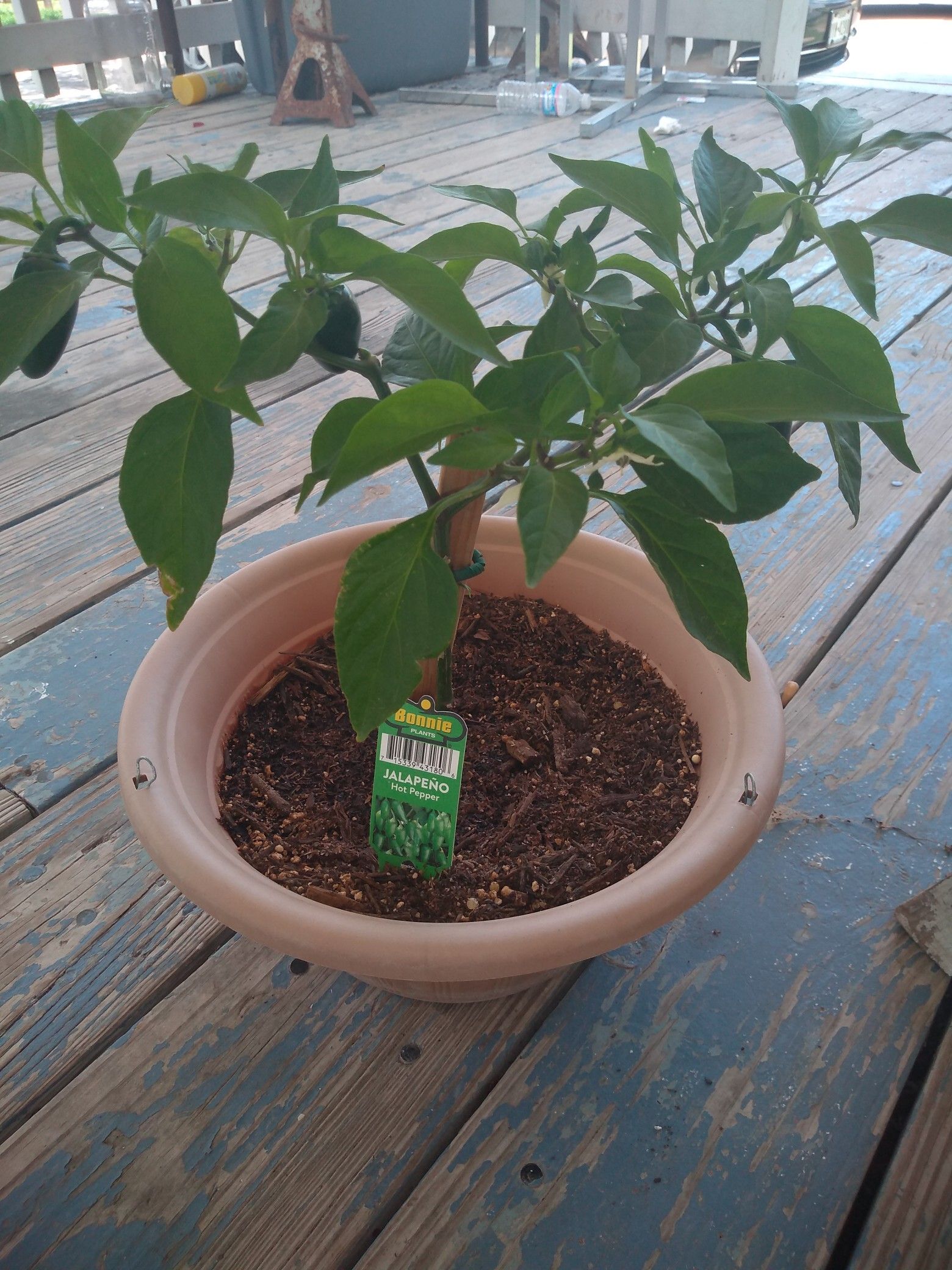Jalapeno Plants $5