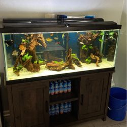 75 Gallon Tank With Stand And Tons Of Extras 