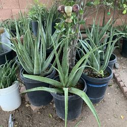 So many different plants available