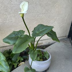 Calla Lilly