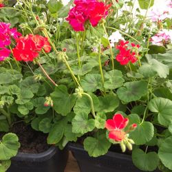 Geraniums different prices and Sizes