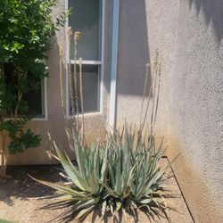 Large Outdoor Plants