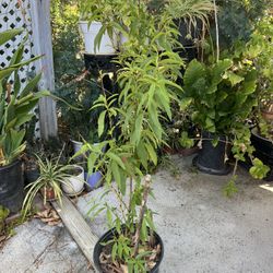 Peach Tree / Arbol de durazno 