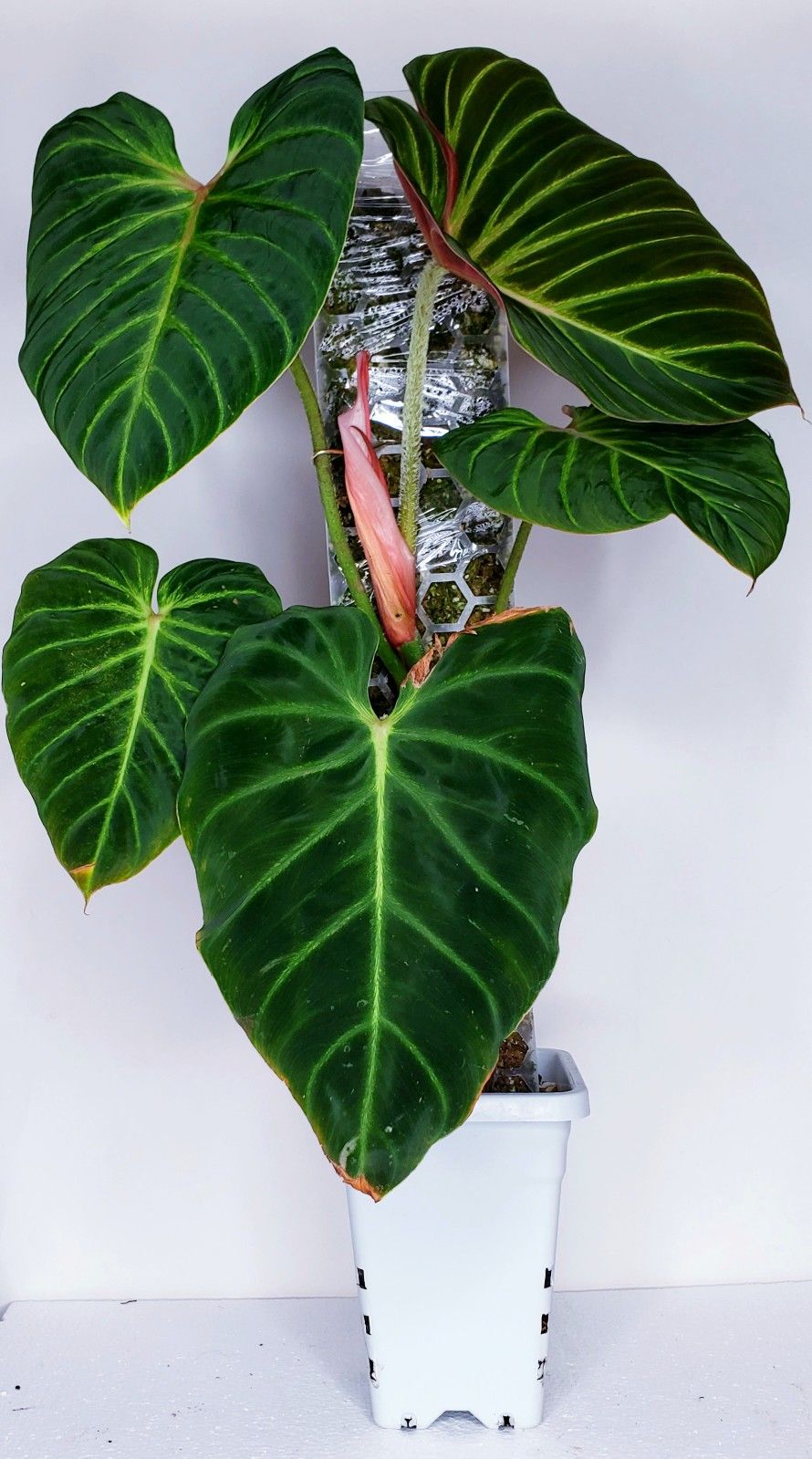 Philodendron Verrucosum Amazon Sunset With Moss Pole