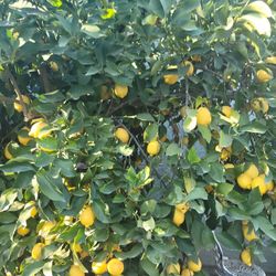 Lemons For Sale $ 1.00 For 5, They are Big