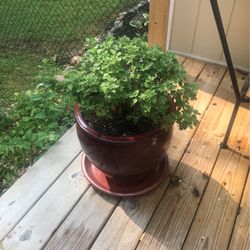 X-Large Rustic Ceramic Planter With Mums Blooms In Fall