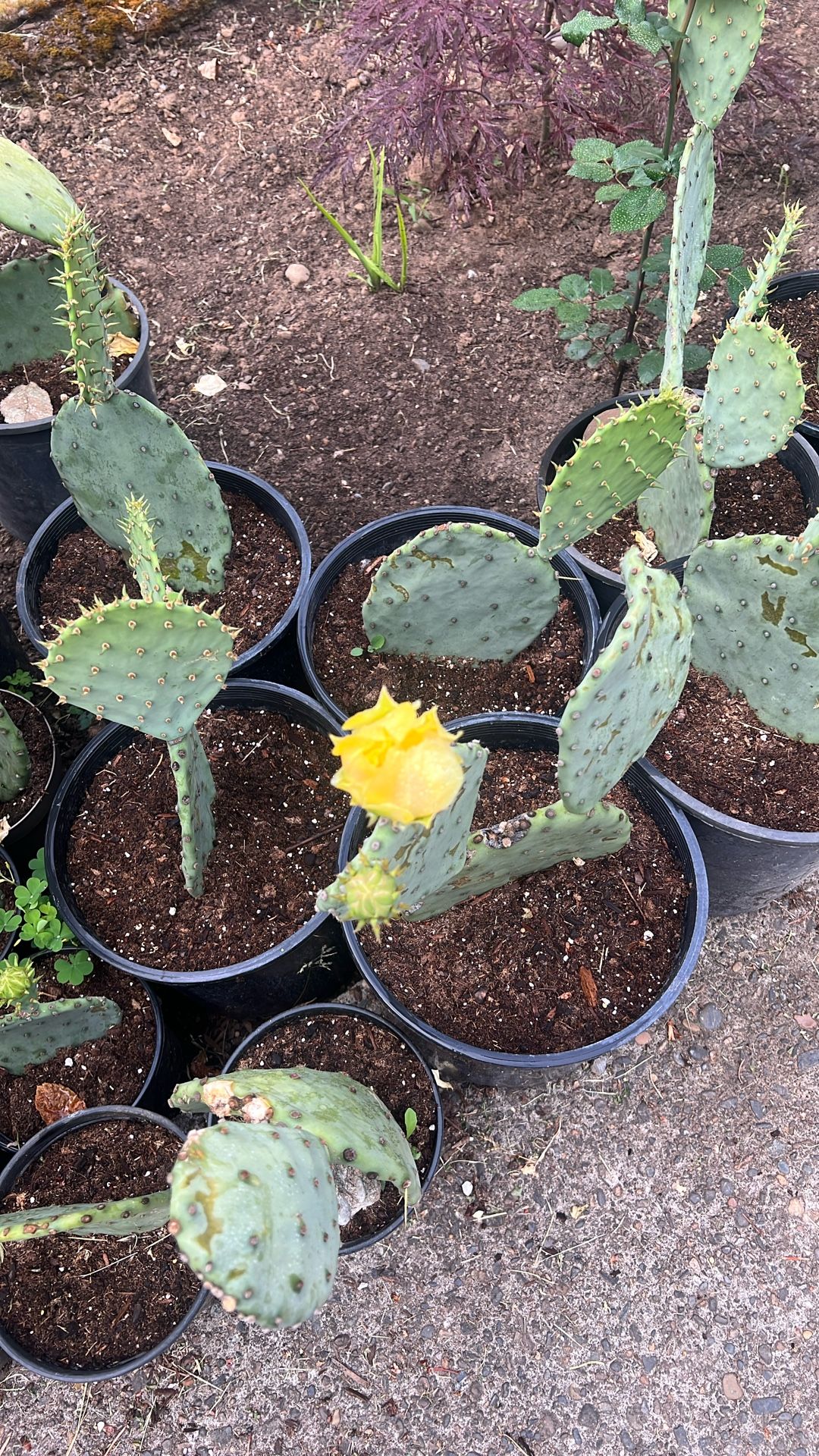 Cactus Plants