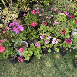 Geranios Plantas 