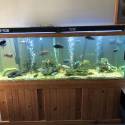 150 gallon tank