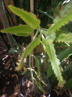 KALANCHOE
