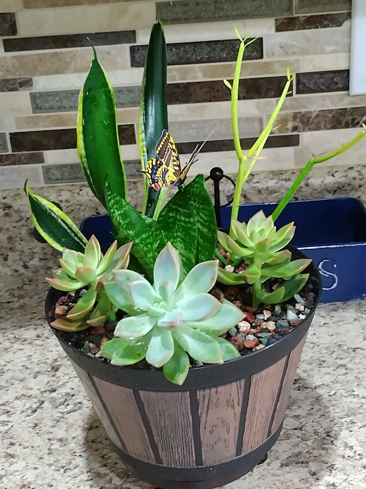 Succulents DishGarden