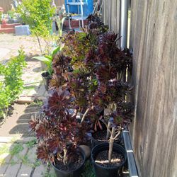 Plants For Sale Large 10.00 N Small Ones 5.00 Each Need Gone