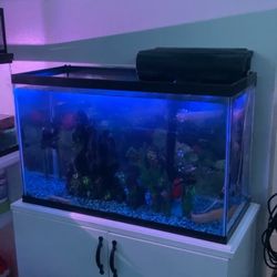 Fish Tank 