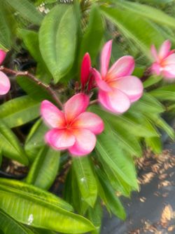 Plumerias