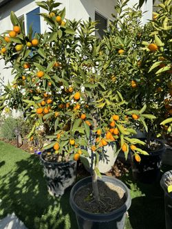 15g Nagami Kumquat Full Of Fruit