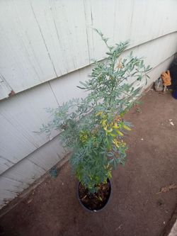 Ruda rue plant in pot