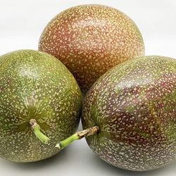 Delicious Passion Fruit Climbing 4ft Plant Fully Rooted