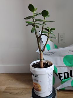 Jade plant (Yes, Available)