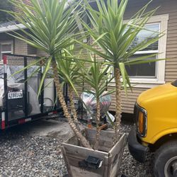 Big Beautiful 6ft Plant 