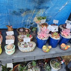 PLANT SALE THIS WEEK IN SAN LORENZO..SKYLINE SUCCULENTS OF SAN LORENZO