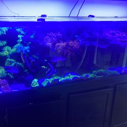 100 gallon salt water aquarium