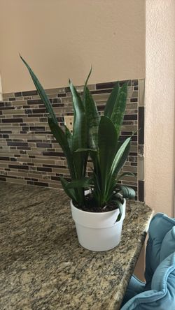 Snake plants