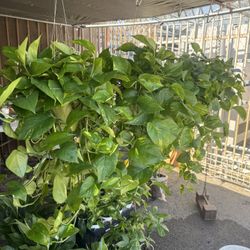 6” Pot Pathos/ Golden Ivy Fresh Indoor Plants $25 Each