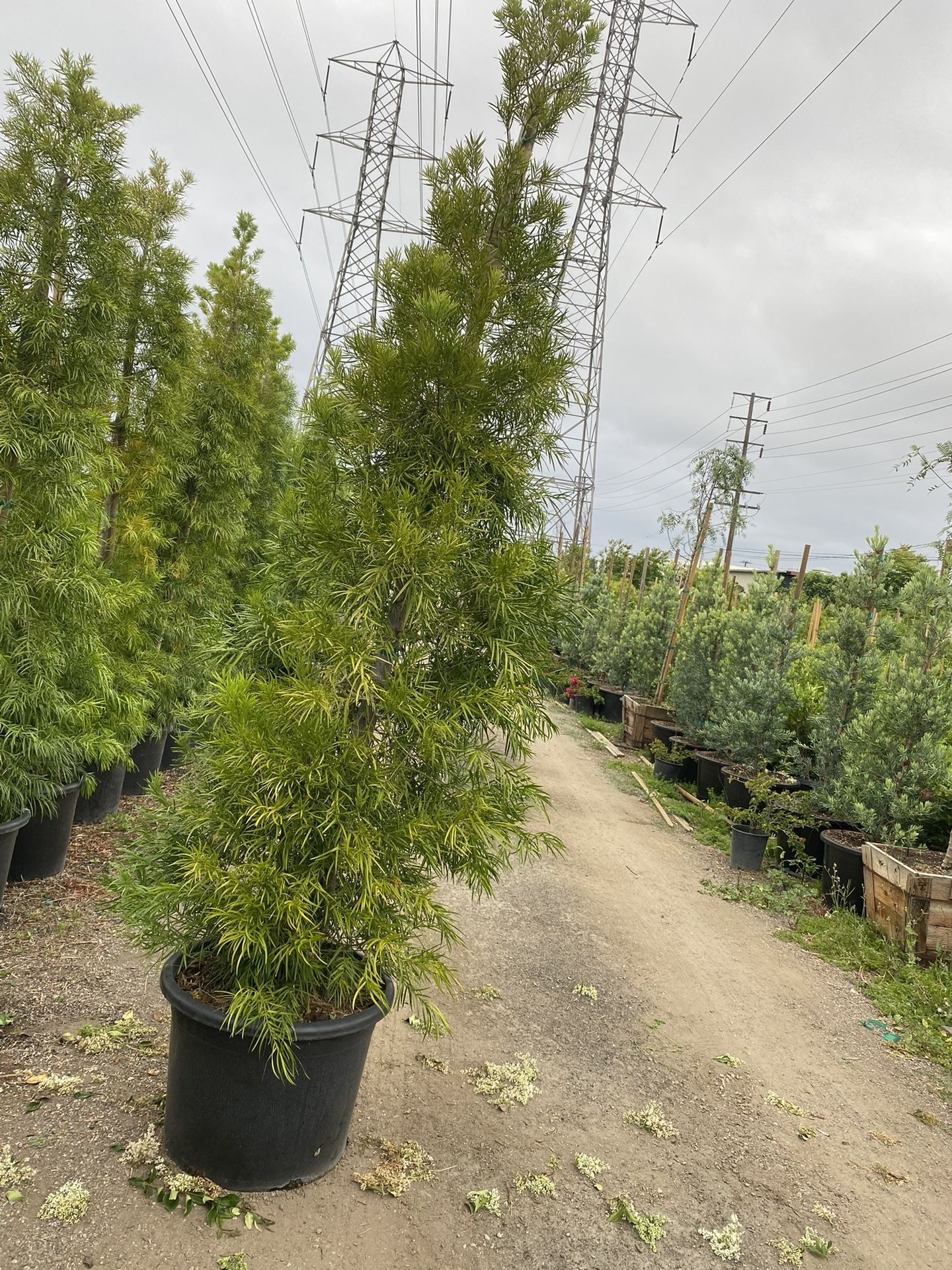 Podocarpus (Privacy)