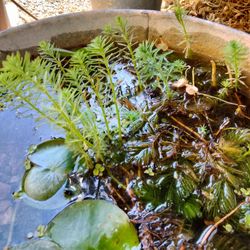 Free Pond And Water Tub Garden Plants 