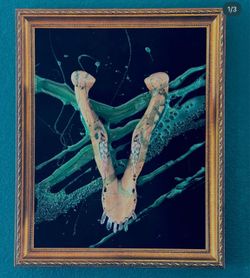 Pig jaw mounted and framed - oddities skull bones