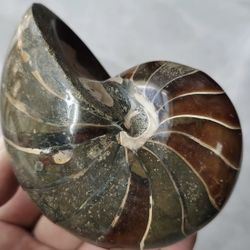 4” Awesome Nautilus Natural Ammonite Fossil