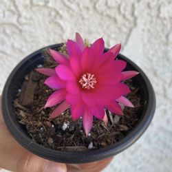 4 Inch Pot Flowering Cactus Plant  -  Echinopsis Chamaecereus - Peanut Cactus - Live Cacti - Rooted & Stablished Plant - Drought resistant - 🌵🌺🪴 