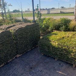 Grass Sod For Sale