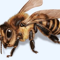 Bees
