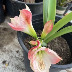 Amaryllis Plant