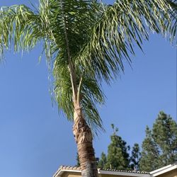 Palm Trees Trim