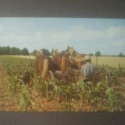 Postcard Amish Farms Cultivating Fields Farmer Indiana Rounded Corners Post Card Vintage Collectible PC