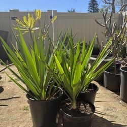 Yucca Plants 5 gallons